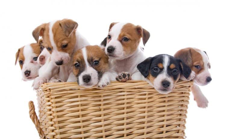 Group of Jack Russell Terrier puppies
