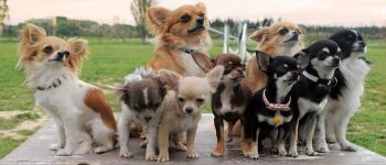 Group of purebred Chihuahuas with different colors