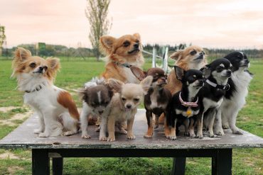 Group of purebred Chihuahuas with different colors