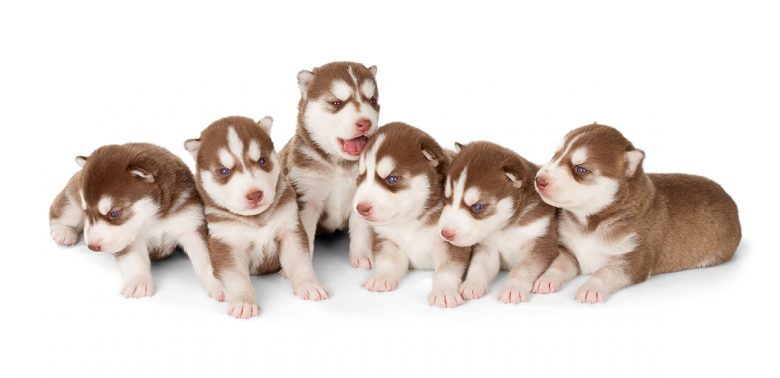 Group of Red Siberian Husky puppies
