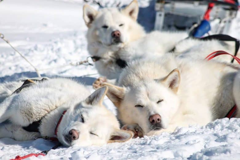 Group of White Malamute dogs sleeping in the winter field