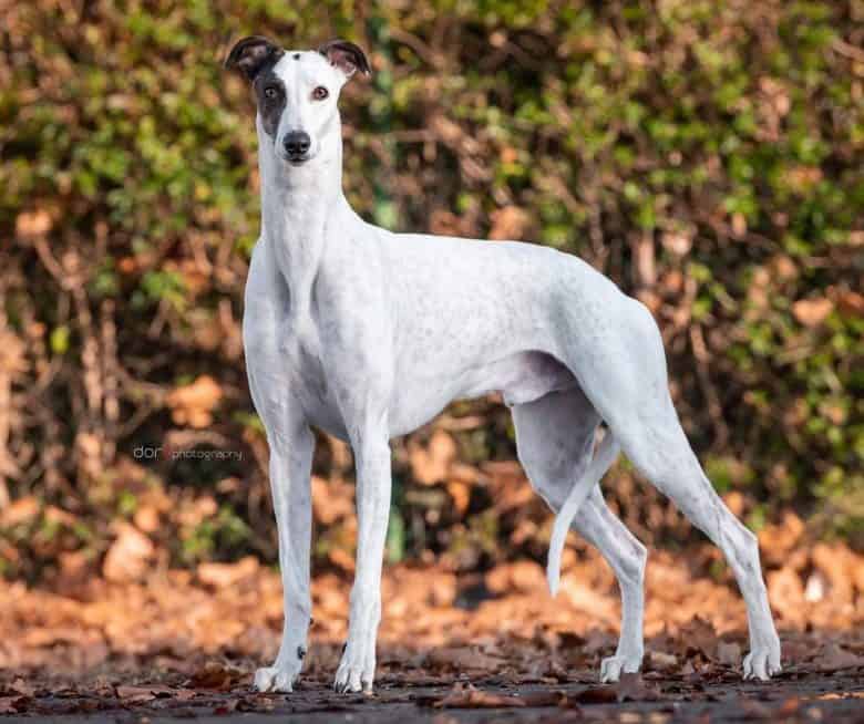 Handsome Show Greyhound portrait