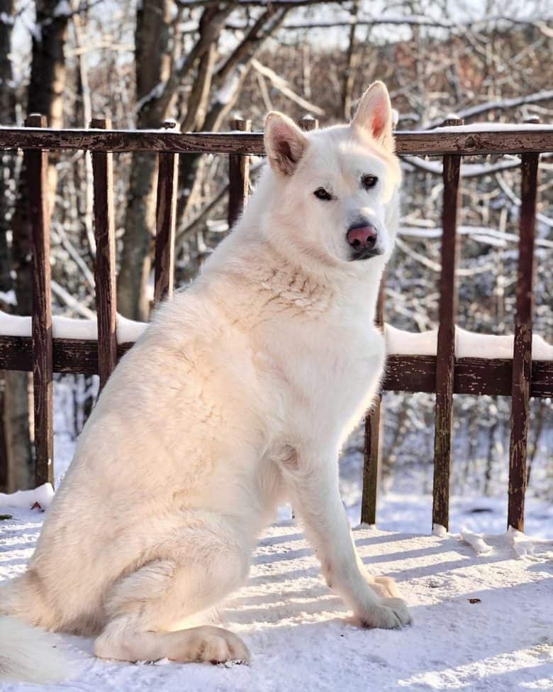 Handsome White Malamute on the deck