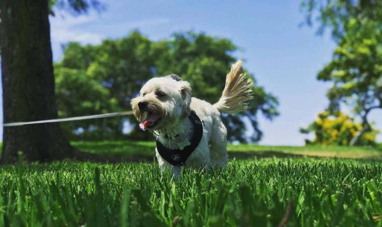 Happy Cairn Terrier and Yorkshire Terrier mix playing