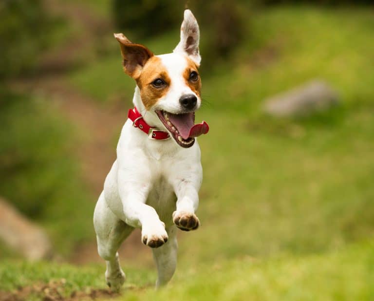 Jack Russell Terriers The energetic, keen, and intelligent dog breed K9 Web