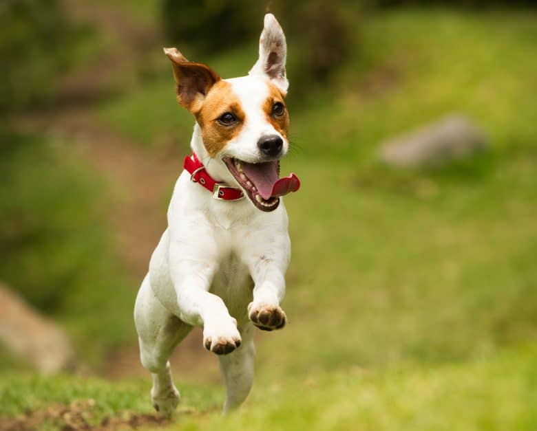 Happy Jack Russell Terrier running