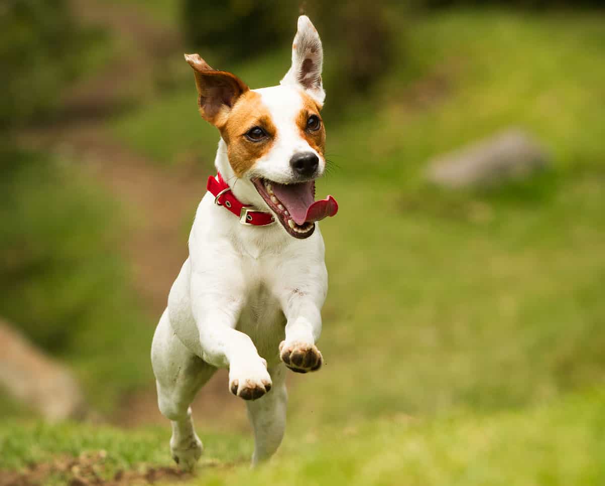 Jack russell haovirt
