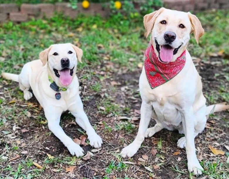 Happy Yellow Labs playing outside