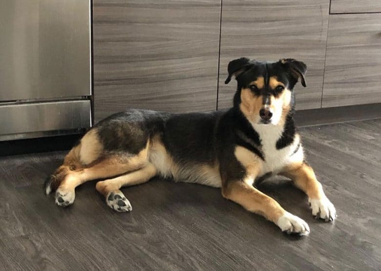 Labsky mix dog laying on the floor
