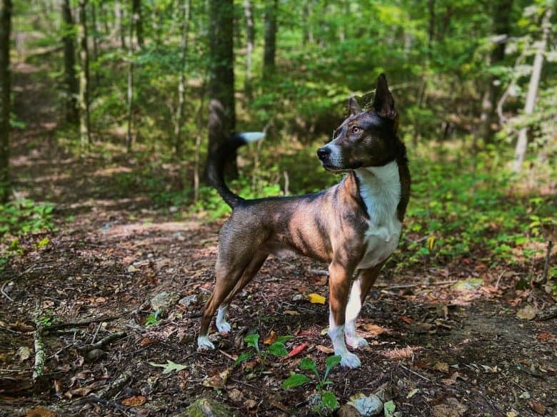 Husky Belgian Malinois mix
