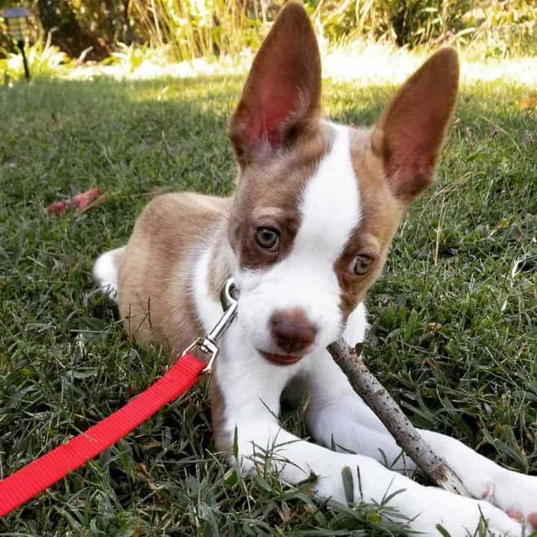 Husky Boston Terrier mix