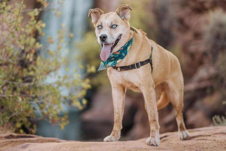Husky Boxer mix