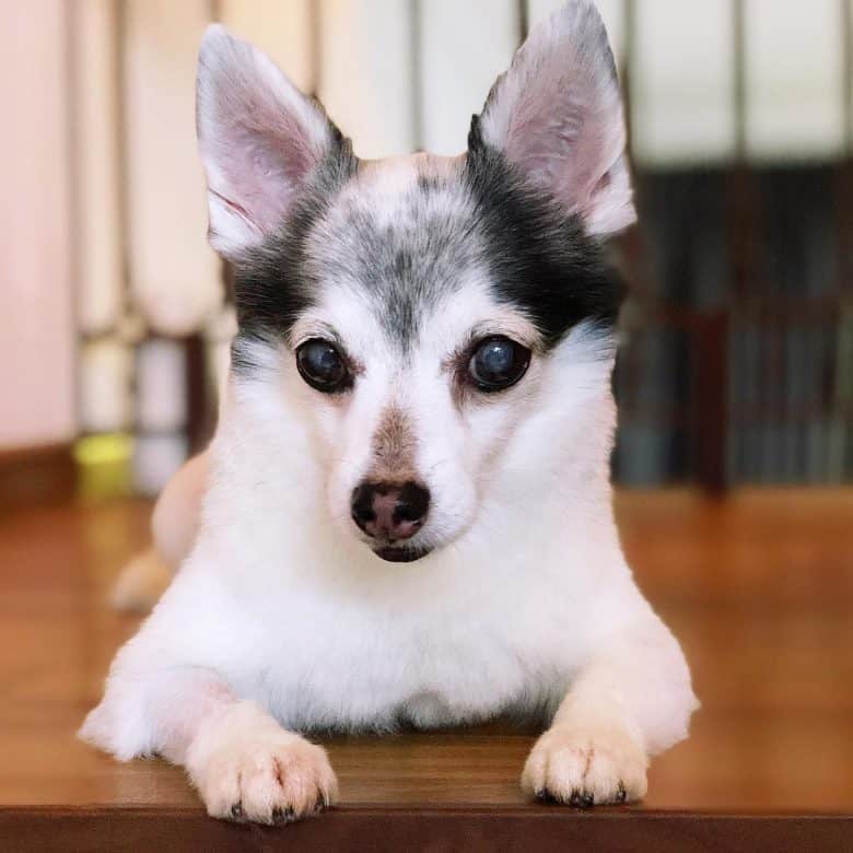 Husky Chihuahua mix