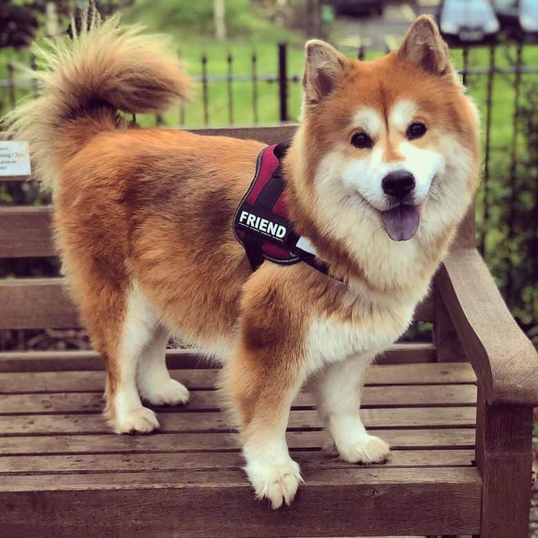 Husky Chow Chow mix