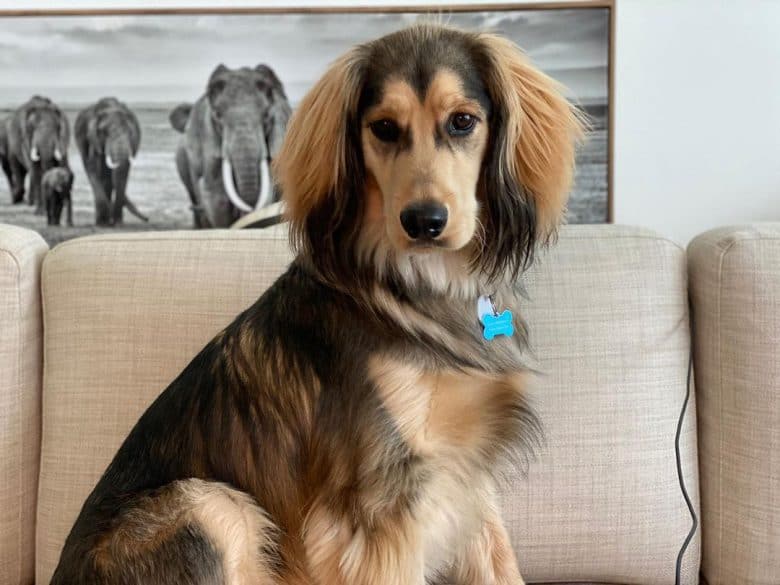 Husky Cocker Spaniel mix