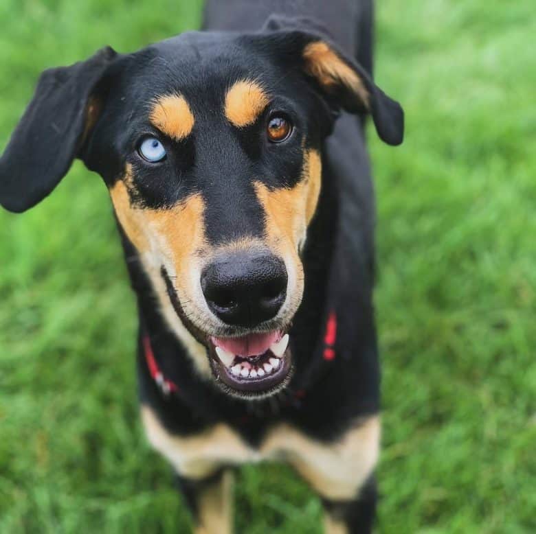 Husky Doberman Pinscher mix