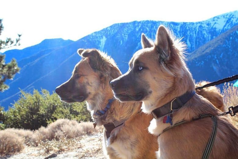 Husky English Mastiff mix