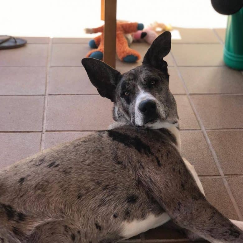 Husky Great Dane mix