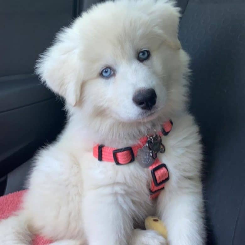 Husky Great Pyrenees mix