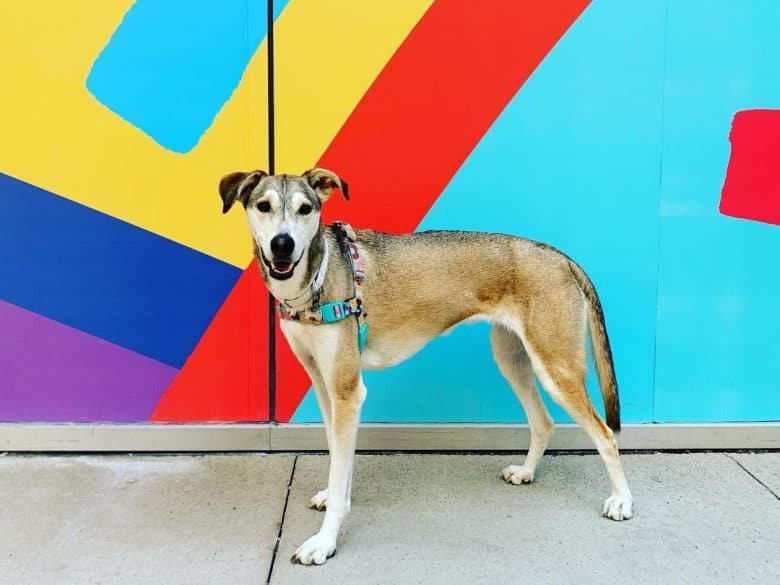 Husky Italian Greyhound mix