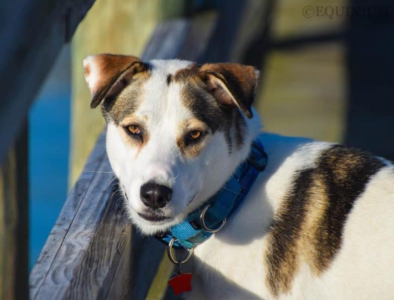 Husky Jack Russell Terrier mix