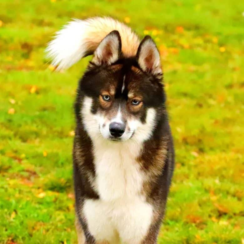 Husky Samoyed mix