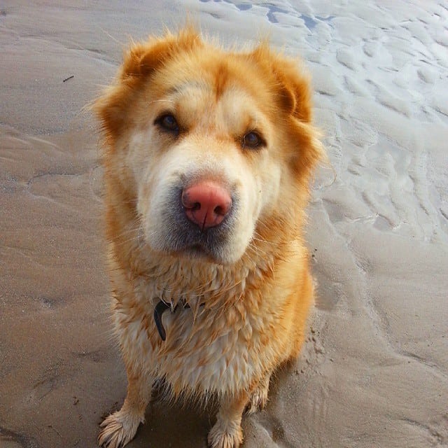 Husky Sharpei mix