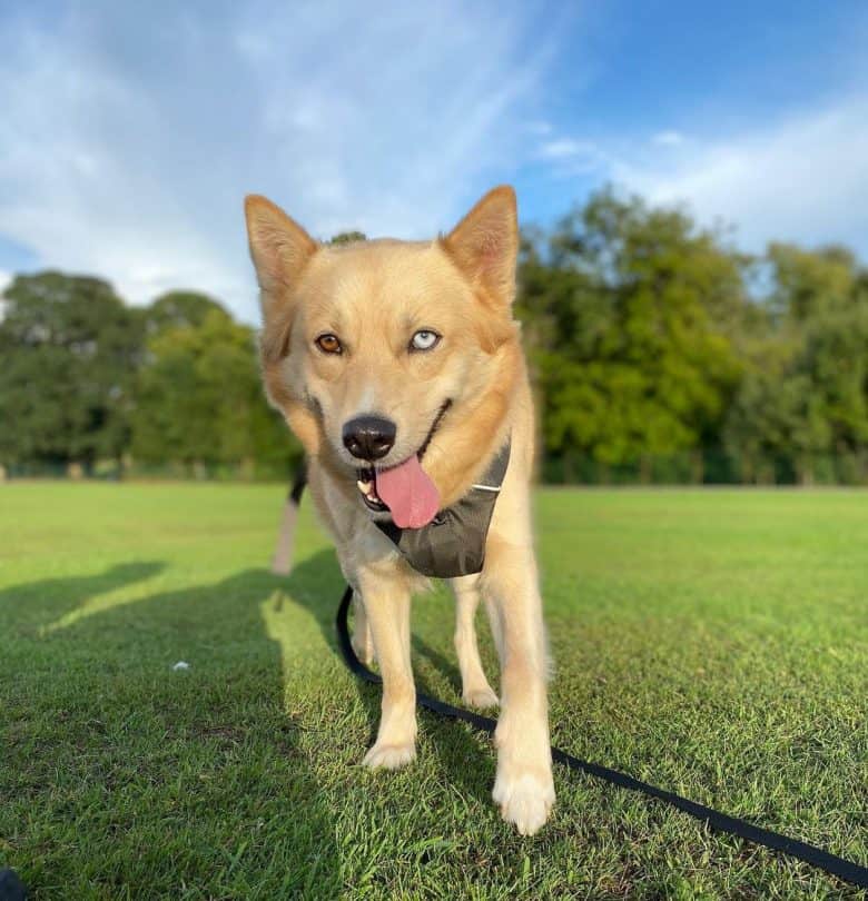 Husky Shiba Inu mix