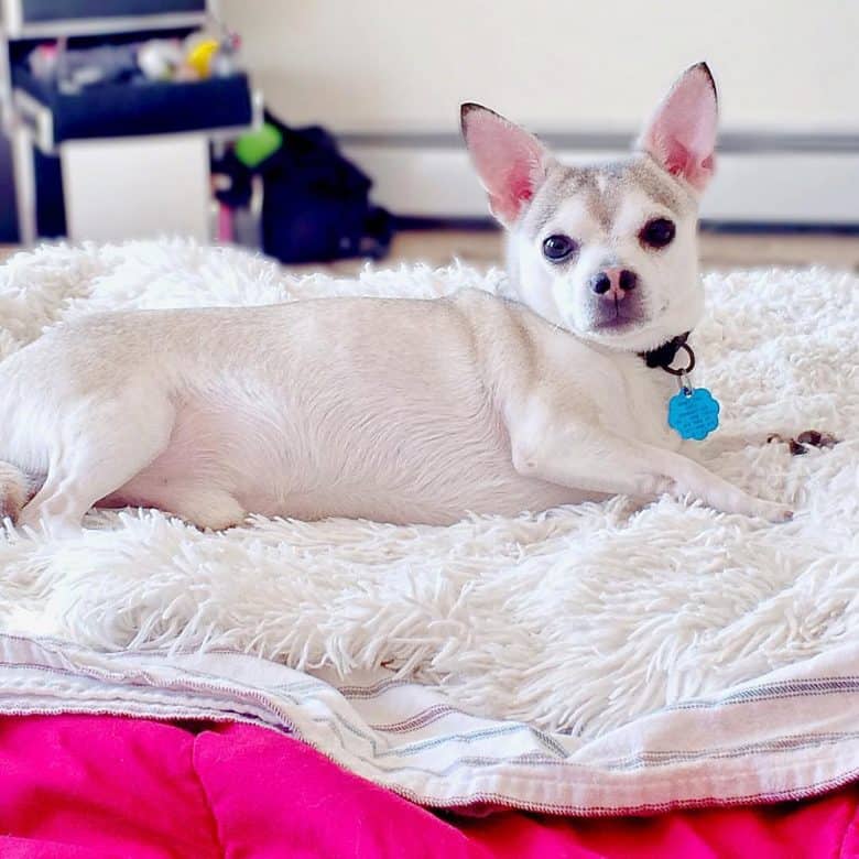 Huskyhuahua lying in his bed