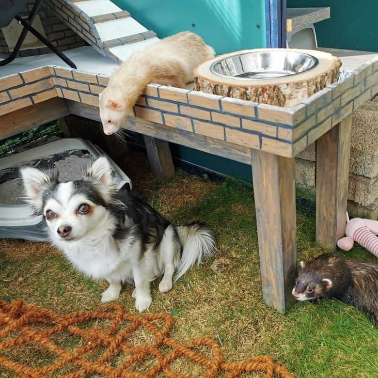 Huskyhuahua with guinea pig