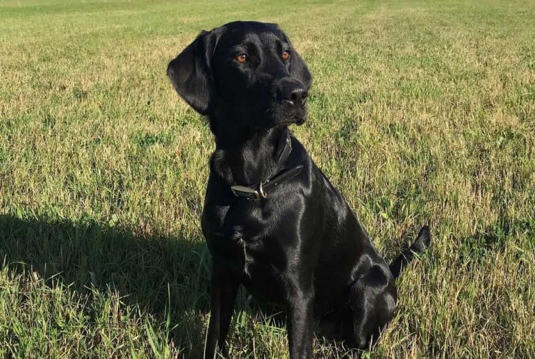 Lab Setter mix dog sitting on the field