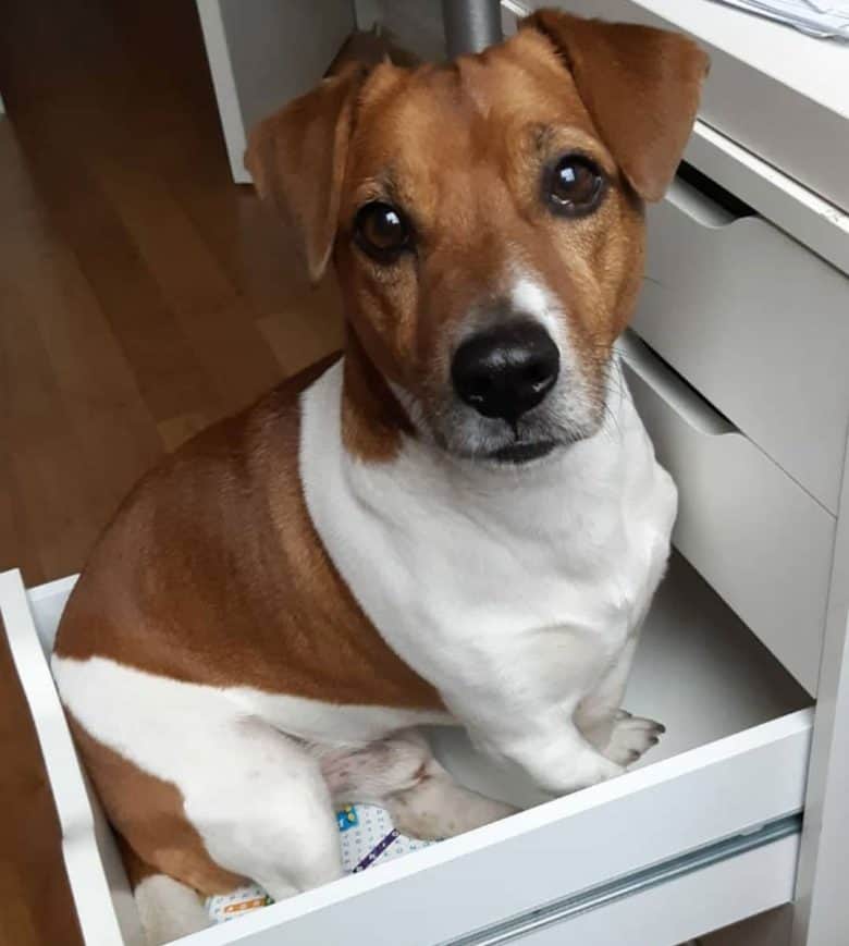 Jack Russell and Basset Hound mix