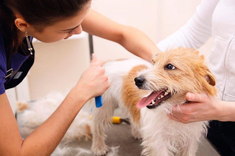 Jack Russell Terrier grooming