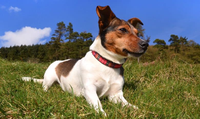 Jack Russell Terrier lying in the grass