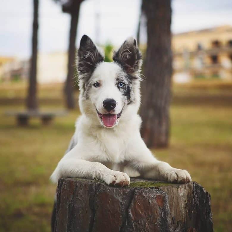 Is the Border Collie Australian Shepherd mix one of the dogs? - K9 Web