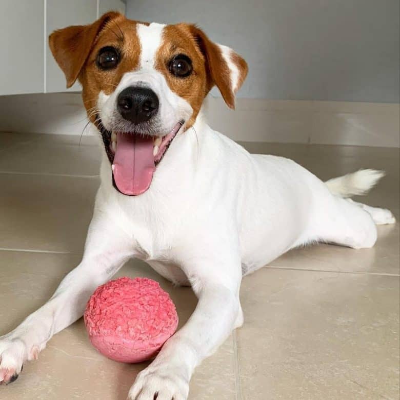 Jolly Jack Russell Terrier playing