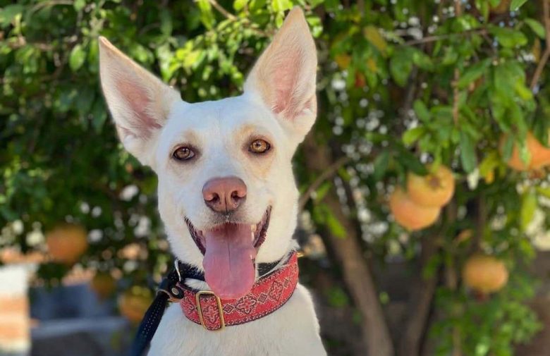 Pretty white Kelpador mix dog