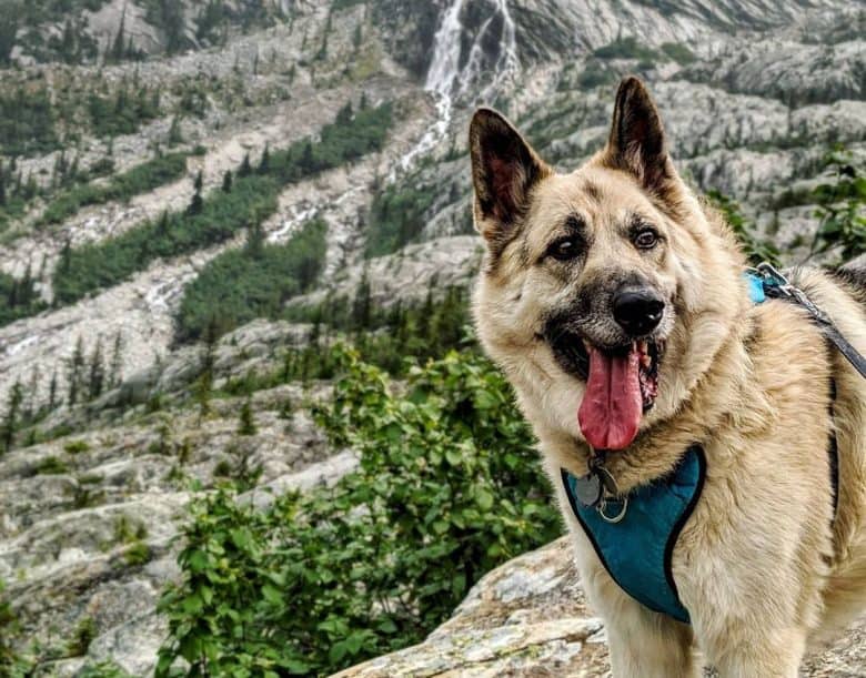 King Shepherd dog portrait