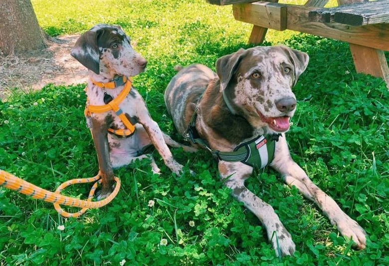 Two Labahoula mix dogs chillin' on the grass