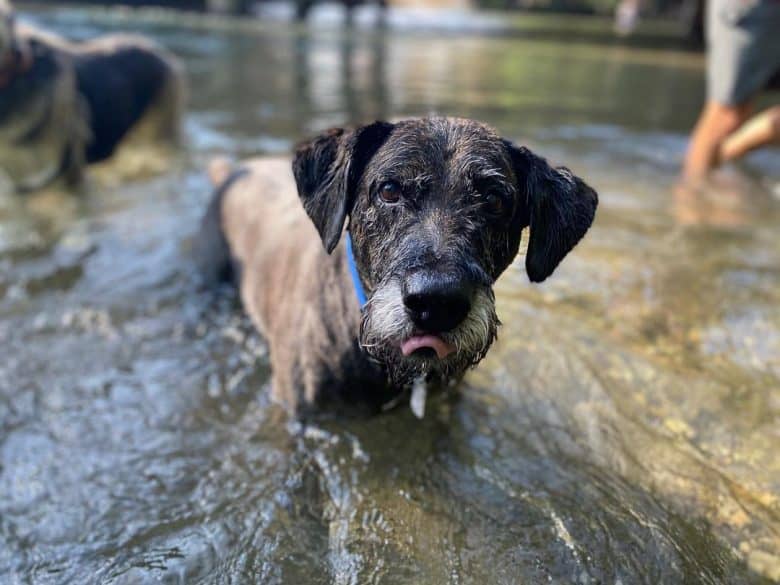 Lab'Aire swimming in the river