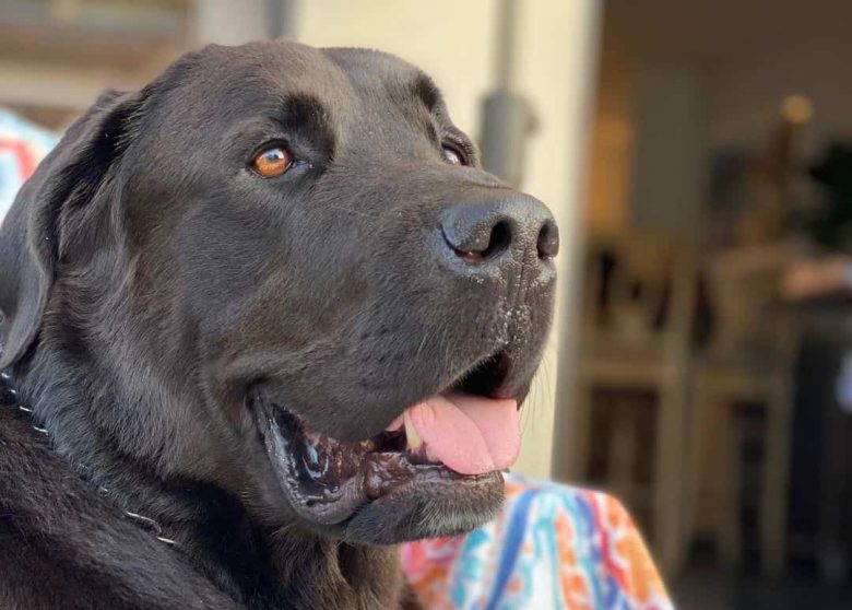 Labernard mix dog portrait