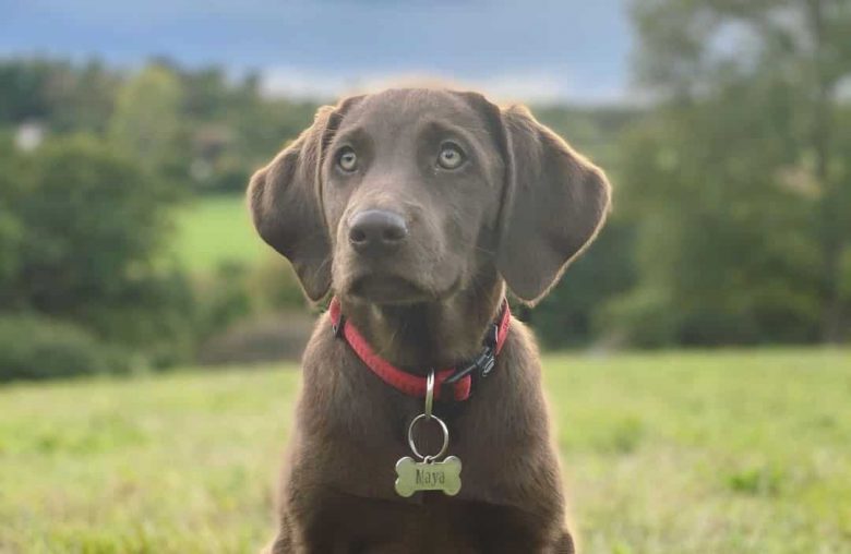 Young Labmaraner mix dog portrait