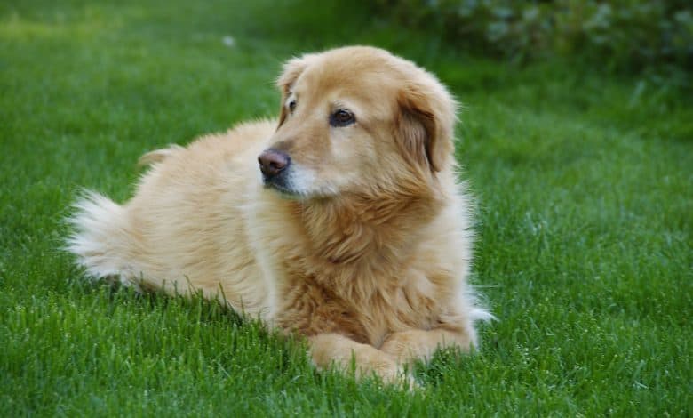 Goldador mix dog laying in the grass