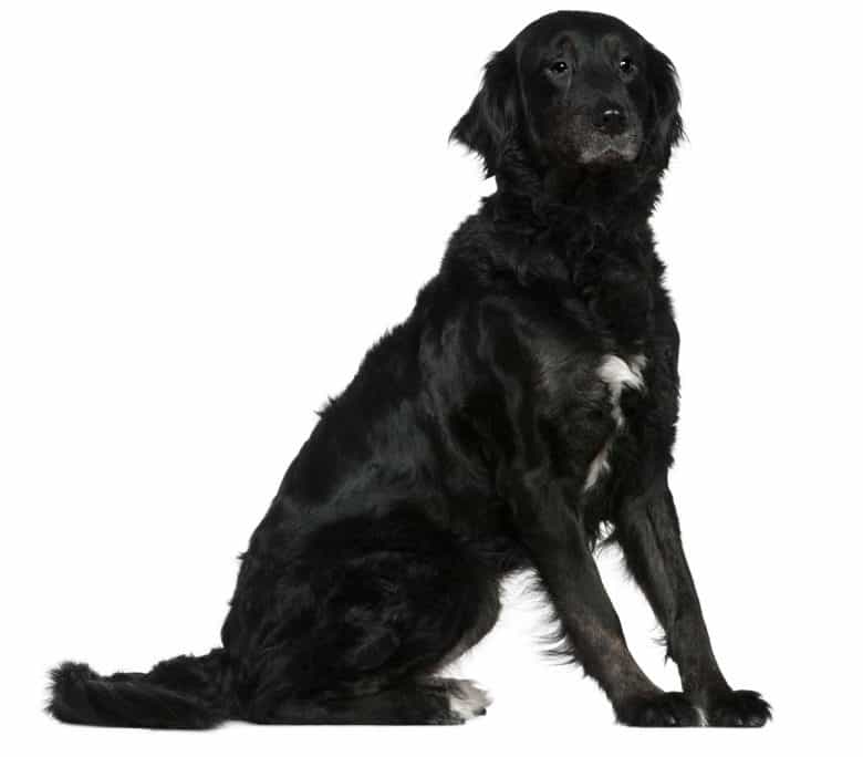 Laberneses mix dog portrait
