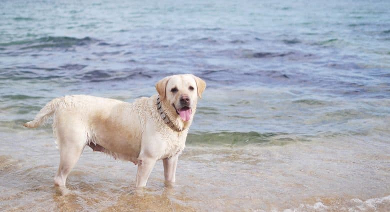 Labrador enjoying the sea