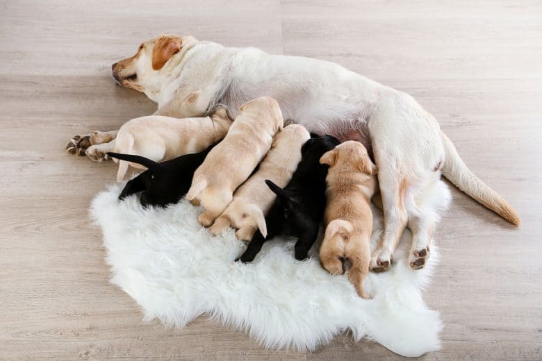 Labrador Retriever feeding her puppies