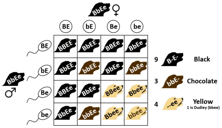 Labrador punnett square