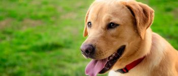 Labrador Retriever dog portraitLabrador Retriever dog portrait