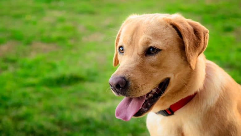 Labrador Retriever dog portrait