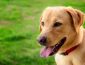 Why are Labrador Retrievers the Most Popular Dog Breed?